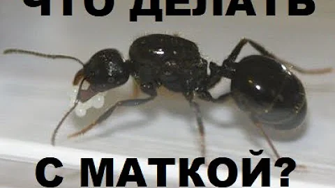 ЧТО ДЕЛАТЬ С МАТКОЙ? КАК ПОДНЯТЬ КОЛОНИЮ С НУЛЯ? КАК УХАЖИВАТЬ ЗА МАТКОЙ? ОТВЕТЫ НА ВОПРОСЫ