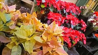 1. Rainbow and Red Poinsettias in the Floral Department at Wegmans on East Avenue in Rochester, New