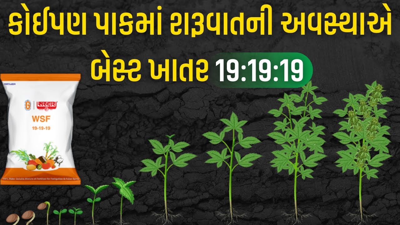 19:19:19 ખાતર ની A to Z માહિતી | NPK 19:19:19 Fertilizer A to Z information @KhedutPathshala