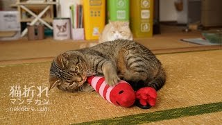 けりぐるみで猫キック回数をカウントしてみた-Number of kicks count machine (for cats)