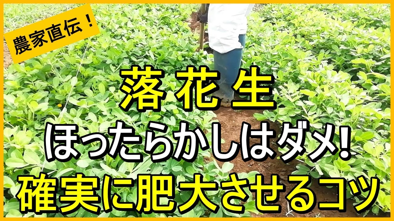 【落花生栽培】7月～8月の結莢期・肥大期のお世話で収穫量が決まります【有機農家直伝！無農薬で育てる家庭菜園】　25/7/22