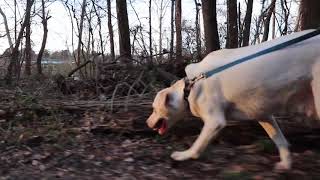 Bark Brew Coffee Commercial