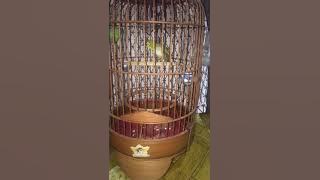 Auriventer Manggala Ngalas 4 Tak Nyepeed