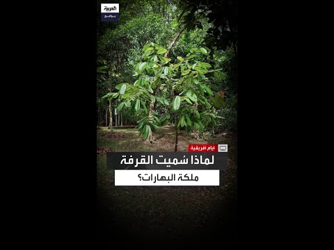 تقاوم أخطر أمراض العصر الحديث شجرة القرفة تبوح بأسرارها ل عيد اليحيى وسط بساتين جزيرة زنجبار