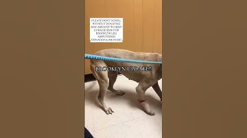 PLEASE DONT SCROLL WITHOUT DONATING ANY AMOUNT TO HELP #usa #rescue #canada #reels #viral #trend #uk