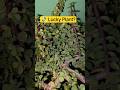 Jade Plant Benefits in Hindi | Lucky Plant #Shorts #YtShorts