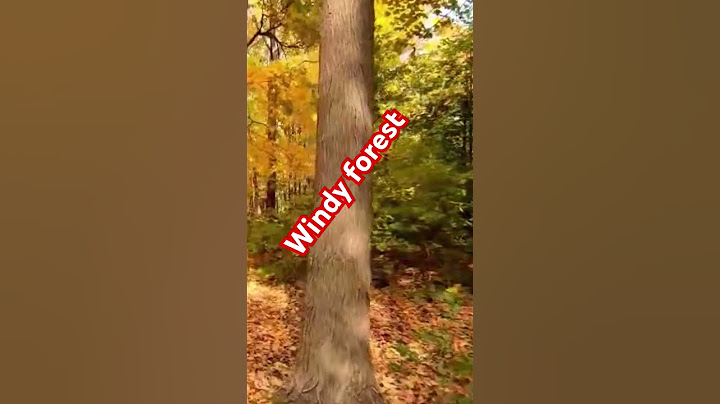 Epic Autumn Forest Adventure 🍁