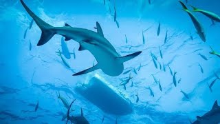 Animals world|shark