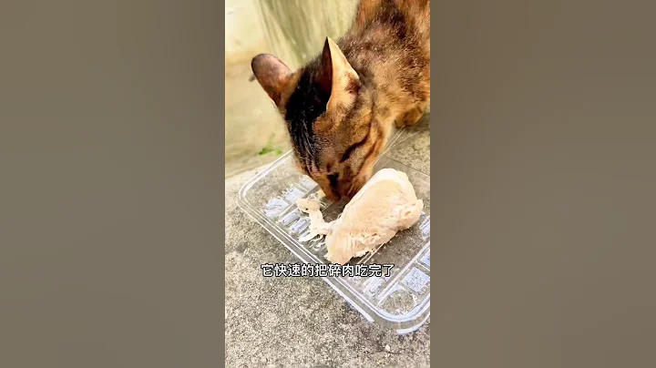 流浪猫不吃猫粮，第二天带了鸡胸肉去它竟然… - 天天要闻