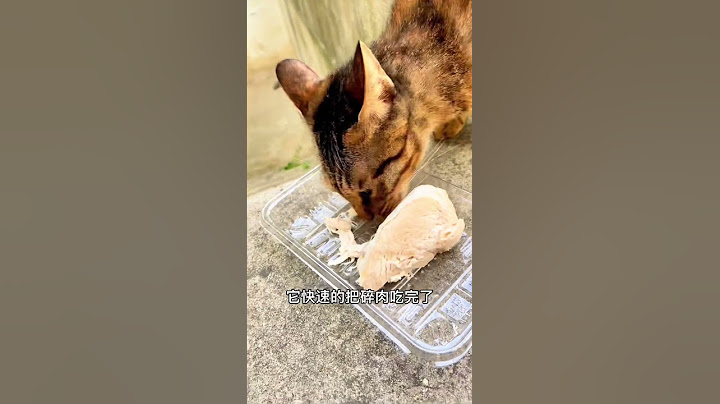 流浪貓不吃貓糧，第二天帶了雞胸肉去它竟然…