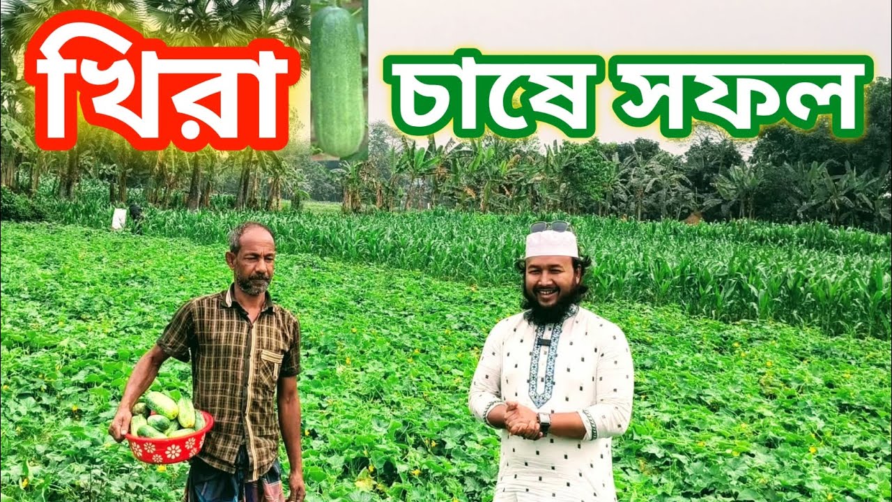 খিরা চাষে বাম্পার ফলন | কৃষকের সফলতার গল্প | Cucumber Farming Success in Bangladesh