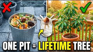 One Avocado Pit = a Lifetime Tree FOREVER — The Method Grocers Made 'Forbidden