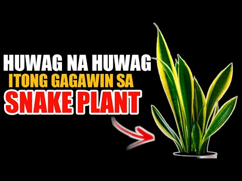 Video: Anong uri ng lupa ang kailangan para sa dracaena?