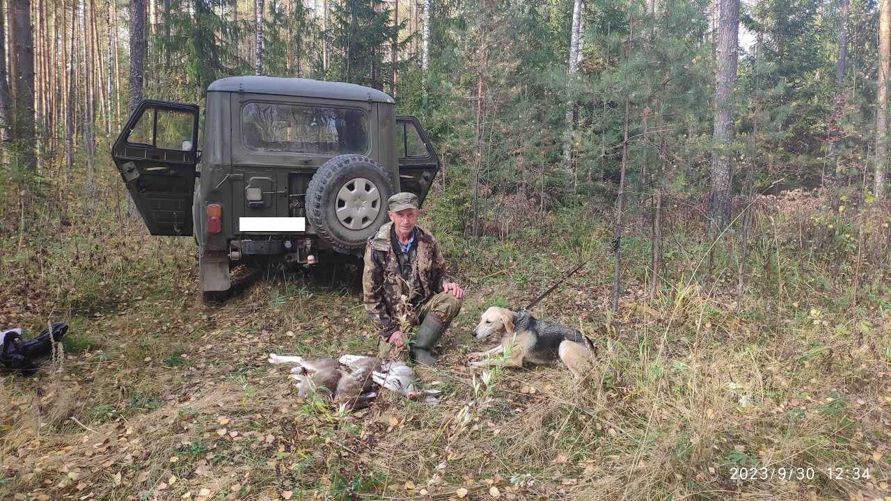 Русская гончая Побудка (Стрелка) (1,5 года). Охота на зайца беляка по ...