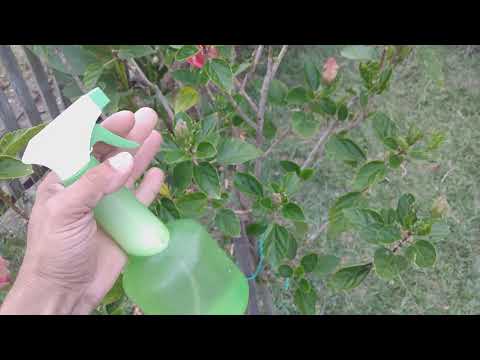 Vídeo: Problemas de pragas do hibisco: insetos comuns que se alimentam de hibisco em jardins
