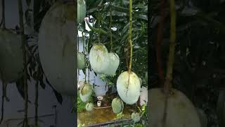 Beauty Of My Tasty Mangoes .