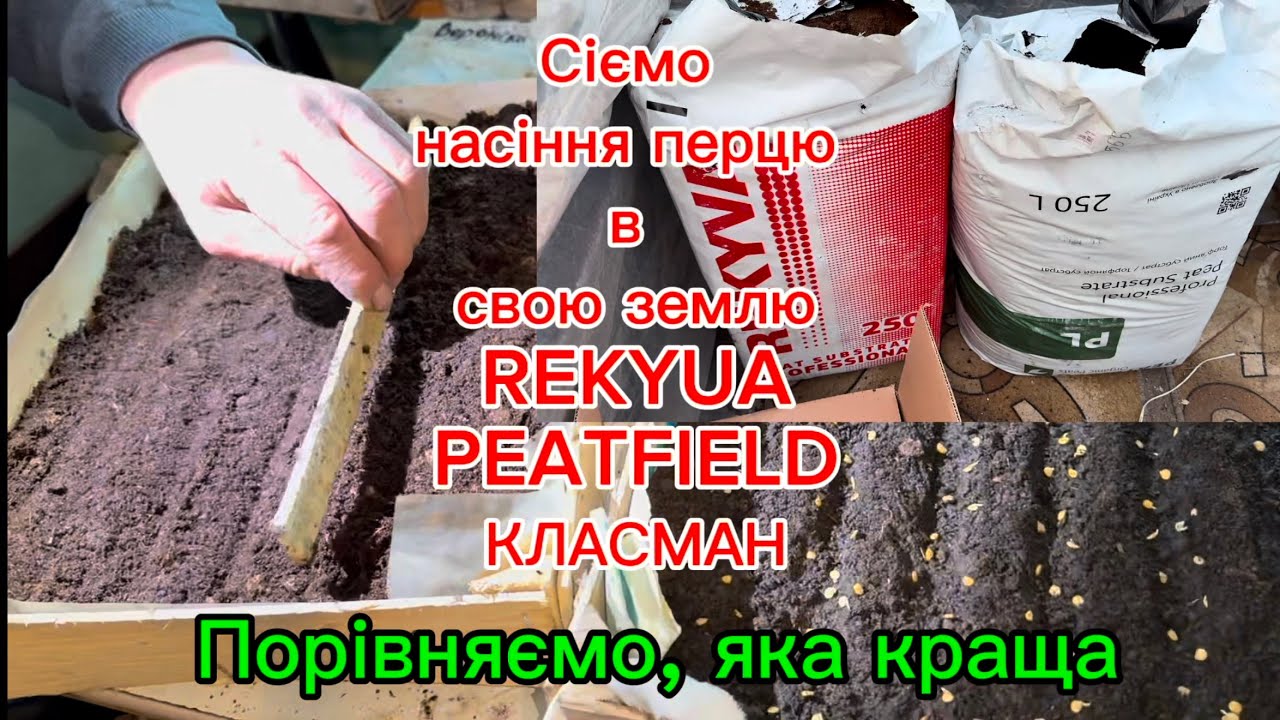 Насіння перцю наключується, сіємо в різні грунти, хочемо вибрати кращий.