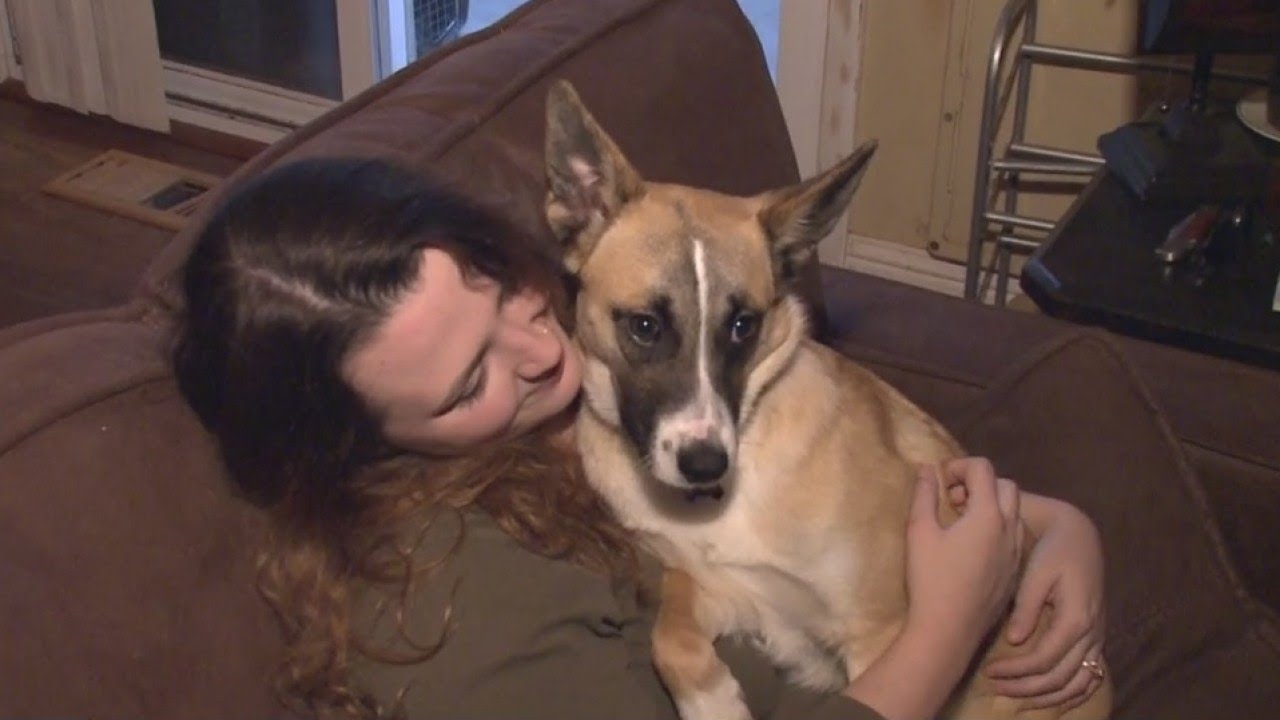 Dog Rescued From Chernobyl Gets New Lease On Life YouTube