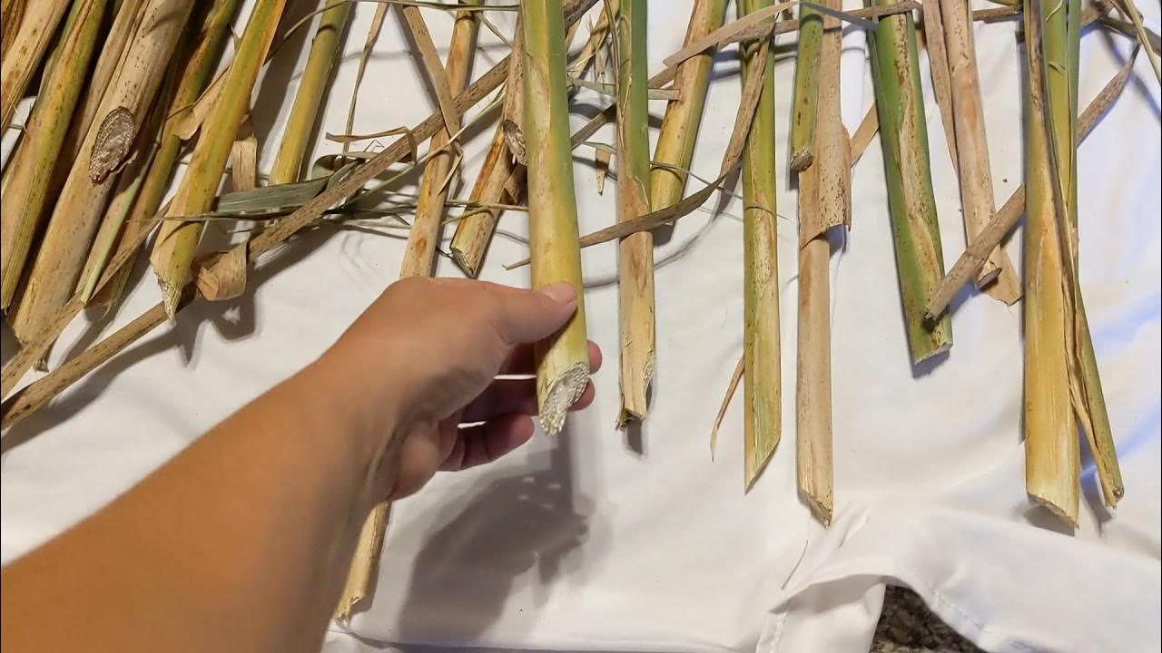 Harvesting Cattails for Weaving YouTube