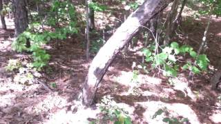 AMAZING Giant Sasquatch X Structure Made With Tree Bends Found Miles From My Area Bigfoot 2016 #74