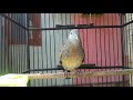 Suara Khas Perkutut Lokal Ampuh Untuk Pancingan Perkutut Yang Malas Bunyi Full isian(.mp3 .mp4) Mp3 - Mp4 Download