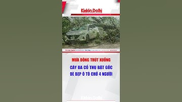 Mưa dông trút xuống, cây đa cổ thụ bật gốc đè bẹp ô tô chở 4 người