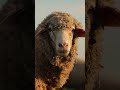 The Lord is My Shepherd- Psalm 23 - #jesus #motivation #scripturereading