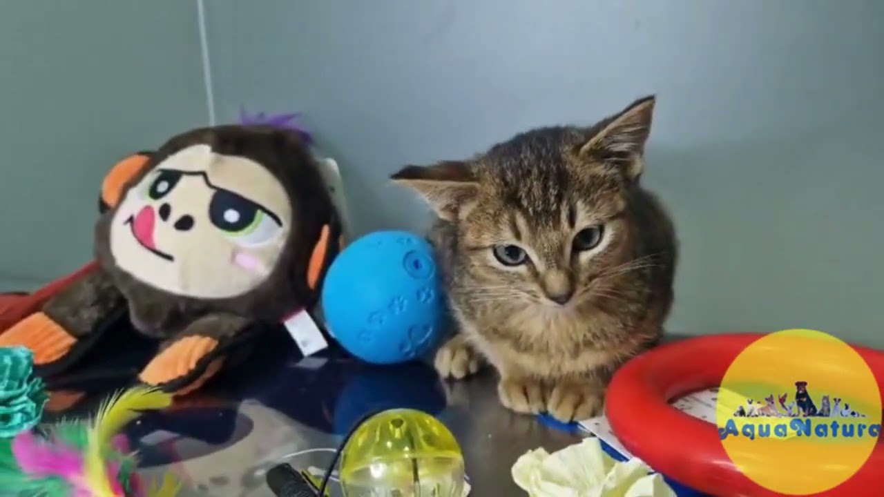 Abisinio Hembra de Santa 1934 - AQUANATURA