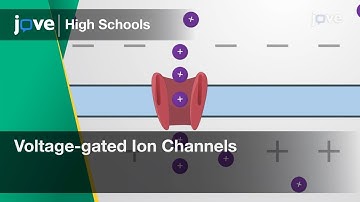 Voltage-gated Ion Channels | Cell Bio | Video Textbooks - Preview