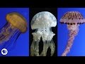 Are Jellyfish the Weirdest Animals In the Ocean?
