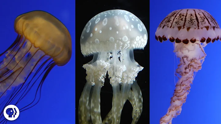Are Jellyfish the Weirdest Animals In the Ocean? - DayDayNews