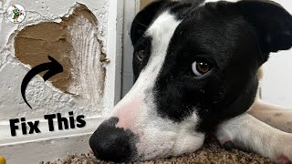 How To Repair Drywall Scratched By Dog. #drywallrepair #dogtraining #doglover #handyman #drywall