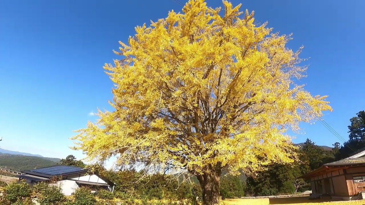 2025 12 熊野川町　、福定,銀杏