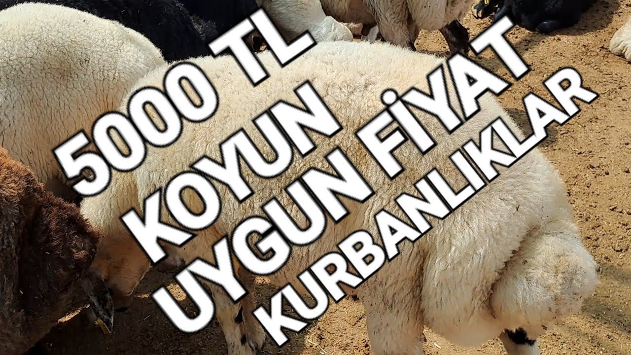 2023 ADANA SEYHAN FEVZİPAŞA UYGUN KURBANLIKLAR #adana #seyhan #kurbanlıkfiyatları #destekabone