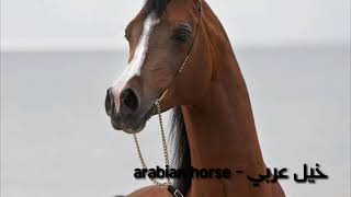 arabian horse straight Egyptian  ضرب نار   موسيقي الضوء الشارد صهيل الخيل صوت الخيل صوت الحصان