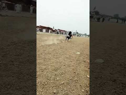 مکابلہ گھوڑے نیزا بازی         گھوڑا