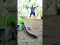 I was surprised! It turns out that millipedes really like chocolate bars