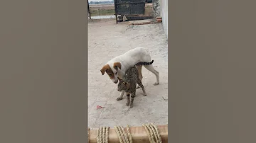 Dog And Cat Love 