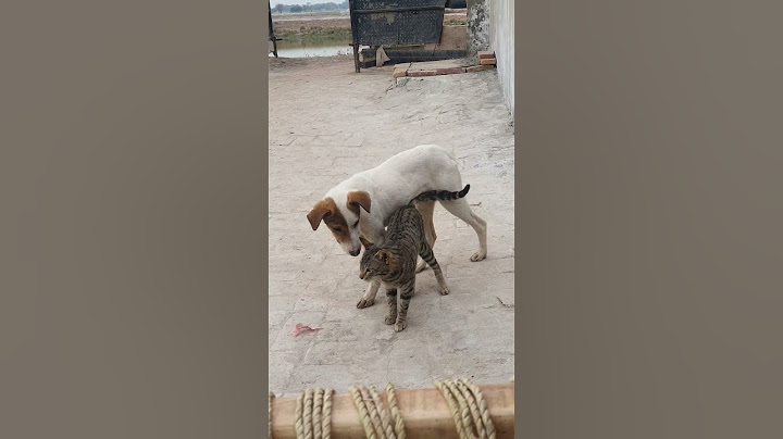 Dog and Cat Love🥰