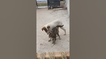 Dog and Cat Love🥰