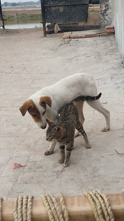 Dog and Cat Love🥰