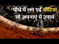 चींटियो से पौधो को कैसे बचाएं अपनाएं ये घरेलू उपाय How to control Ants problem in plants Jeevan Kosh