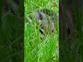 Hide-and-Seek Champion (Almost!): My Tiny Chipmunk Friend! 🐿️😂