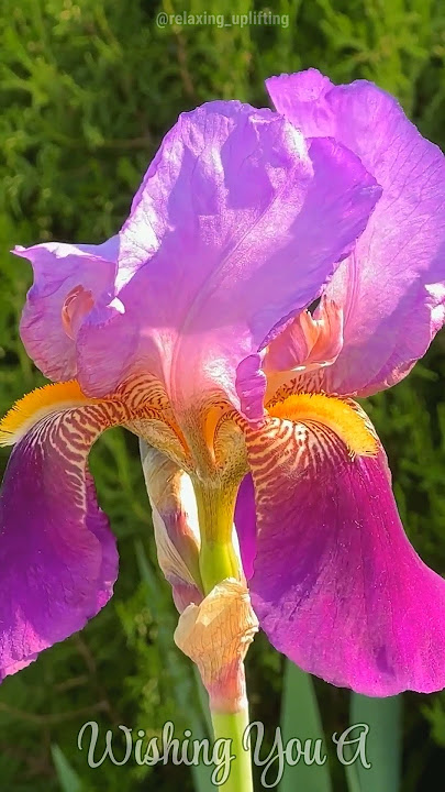 Video Ucapan Selamat Pagi dengan Bunga, Good Morning #Shorts