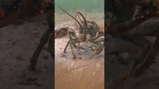 Lobster  The Armoured Engineer