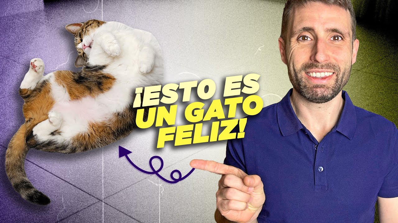 7 signos de que TU GATO ESTÁ FELIZ EN TU CASA 😽💙 (y quizás no lo sabías)