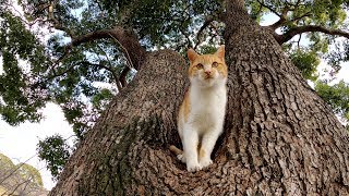 元気に木に登る茶シロ猫と必死に後を追う三毛猫