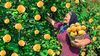 Harvesting Fresh Quince from the Garden and Making Jam, Cake and Drink!