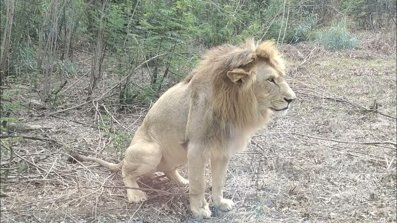 Lion Passing Stool Lions Defecation How Lion Poop 💩 Lion Poop