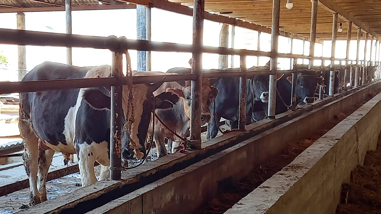 Молхона куриш проекты